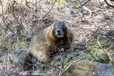 Yellow Bellied Marmots GTNP May 2025
